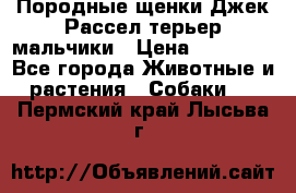 Породные щенки Джек Рассел терьер-мальчики › Цена ­ 40 000 - Все города Животные и растения » Собаки   . Пермский край,Лысьва г.
